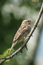 Sparrow - Passer domesticus Royalty Free Stock Photo
