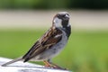 Sparrow Passeridae in close-up in front of unfocussed background