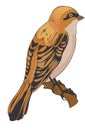 Sparrow or Passeridae, illustration Royalty Free Stock Photo