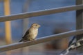 Sparrow Passeridae sitting on a iron fence with blue sea on background on sunny day