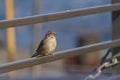 Sparrow Passeridae sitting on a iron fence with blue sea on background on sunny day Royalty Free Stock Photo