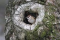 Sparrow peeking out of a hollow tree in the woods
