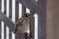Sparrow peeking out from the iron fence