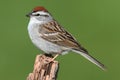 Sparrow on a perch with a colorful background