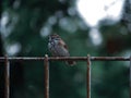 Sparrow Perch on iron fence