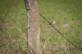 Sparrow perched on a barbed wire attached to a log with a blurred background Royalty Free Stock Photo