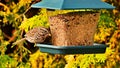 Sparrow perched on a bird feeder Royalty Free Stock Photo