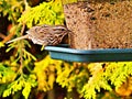 Sparrow perched on a bird feeder Royalty Free Stock Photo