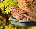 Sparrow perched on a bird feeder Royalty Free Stock Photo