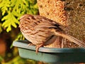 Sparrow perched on a bird feeder Royalty Free Stock Photo