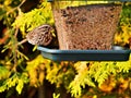 Sparrow perched on a bird feeder Royalty Free Stock Photo