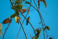 a sparrow perched on a branch against a blue sky background Royalty Free Stock Photo