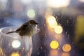 Sparrow perched on glass against rainy window with bokeh lights Royalty Free Stock Photo