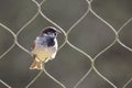 Sparrow perched on a loop of a big wire fence Royalty Free Stock Photo