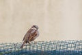 Sparrow perched male passer domesticus male Royalty Free Stock Photo