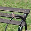 Sparrow perched on rusty wire fence Royalty Free Stock Photo