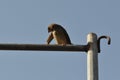Sparrow perched on rusty wire fence Royalty Free Stock Photo