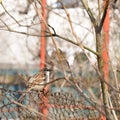 Sparrow perched on rusty wire fence Royalty Free Stock Photo