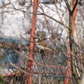 Sparrow perched on rusty wire fence Royalty Free Stock Photo
