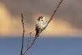 Sparrow perched on a tree branch