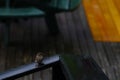 Sparrow Perched on Wet Wooden Railing After Rain Royalty Free Stock Photo