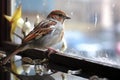 a sparrow perched on a windowsill, mesmerized by its reflection in the glass