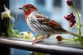 a sparrow perched on a windowsill, mesmerized by its reflection in the glass