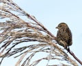 Sparrow perches on a bush