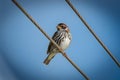 Sparrow perches on electric cable against blue sky backdrop