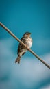 Sparrow perches on electric cable against blue sky backdrop