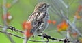 A sparrow photographed from very close Royalty Free Stock Photo