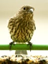 A Finch Poses at the Bird Feeder.