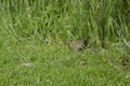 Sparrow , relaxing in sunny day