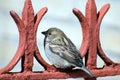 Sparrow rests on red fence