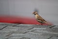 Sparrow in Rochester