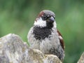 Sparrow on The Rocks Royalty Free Stock Photo