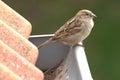 Sparrow on the roof Royalty Free Stock Photo