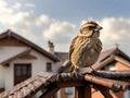 Sparrow on the roof, generative ai