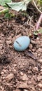 Blue color sparrow egg in agr fieldi