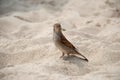 Sparrow on the sand