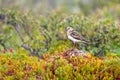 Sparrow sandpiper resting on a mossy hillock Royalty Free Stock Photo