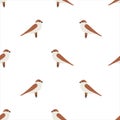 Sparrow seamless pattern vector isolated on white background