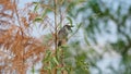 Sparrow at the seaside shore