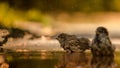 Sparrow shakes off water in puddle