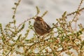 Sparrow on the Shrubbery