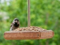 Sparrow sits in a bird feeder and eats grain Royalty Free Stock Photo