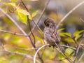 Sparrow sits on a branch among autumn yellow leaves