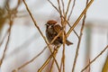Sparrow sits on the branch of tree in sunny winter day Royalty Free Stock Photo