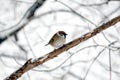 Sparrow sits on a branch in winter wood