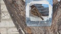 A sparrow sits on the edge of the feeder Royalty Free Stock Photo